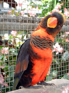 コシジロインコ_b0039253_1151974.jpg