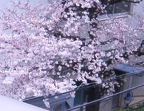 桜_c0033759_1526636.jpg