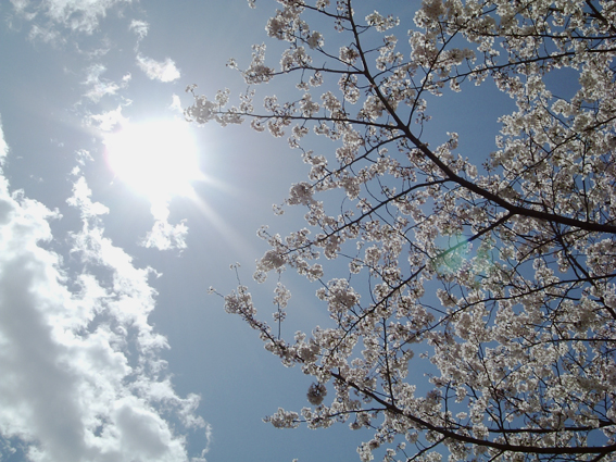 空と風と、桜と・・・_c0067459_22501029.jpg