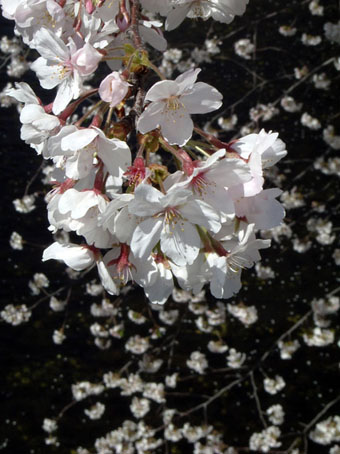 空と風と、桜と・・・_c0067459_23571817.jpg