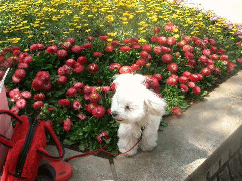 d0000559_2137163.gif