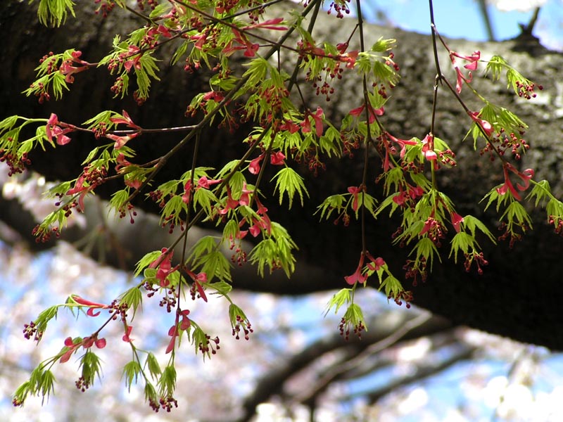 桜にばかり気をとられていたら_c0019665_2238791.jpg