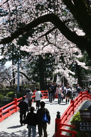 小田原城址公園と長興山紹太寺の桜（４月７日）_c0057265_1731312.jpg