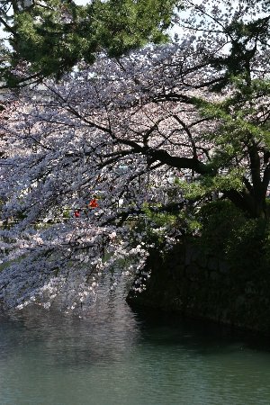 小田原城址公園と長興山紹太寺の桜（４月７日）_c0057265_1733549.jpg