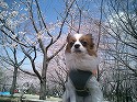 4月7日（木）　大池公園　桜満開宣言_c0044777_22242766.jpg