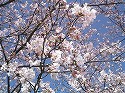 4月7日（木）　大池公園　桜満開宣言_c0044777_22262646.jpg