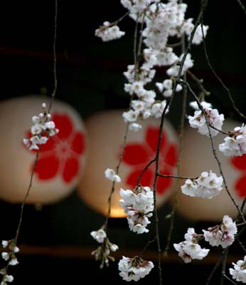 平野神社の枝垂桜と提灯_c0036080_110596.jpg