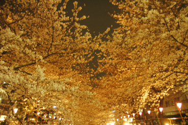 桜が満開です。_a0013296_120447.jpg
