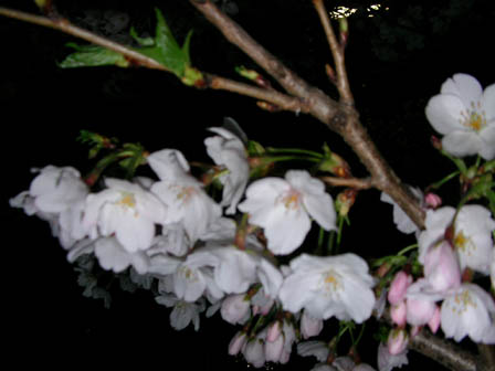 桜、定点観測4_c0036210_231473.jpg