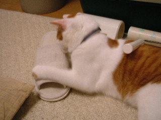 c0006312_1645491.jpg