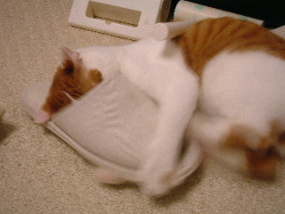 c0006312_1655227.jpg
