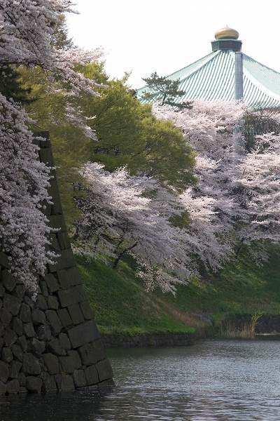 4月8日(金)　花見のピークでした。_a0022814_1722365.jpg