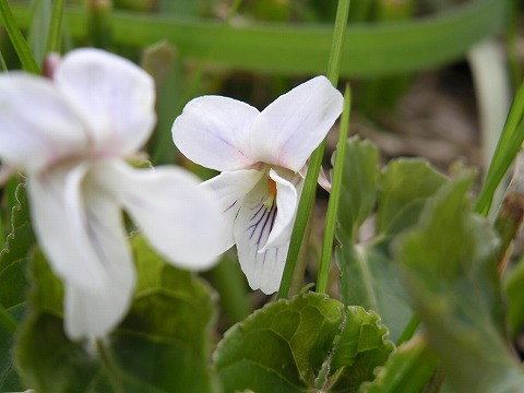 かたくり山で見かけた他の花_a0020615_16471856.jpg