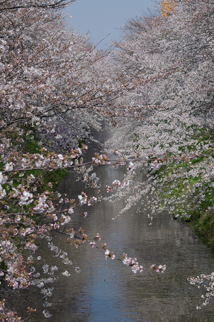 御用水の桜_c0057221_16281414.jpg