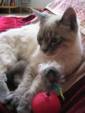 猫の鼻息(笑)_c0006826_6232092.jpg
