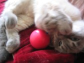 猫の鼻息(笑)_c0006826_623635.jpg