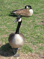 c0064534_21252187.jpg