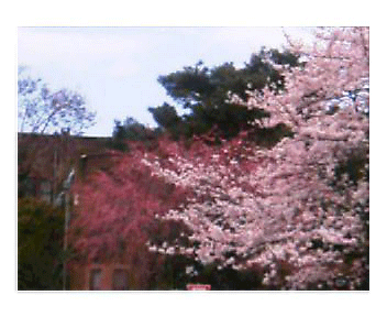 b0019140_1644037.gif