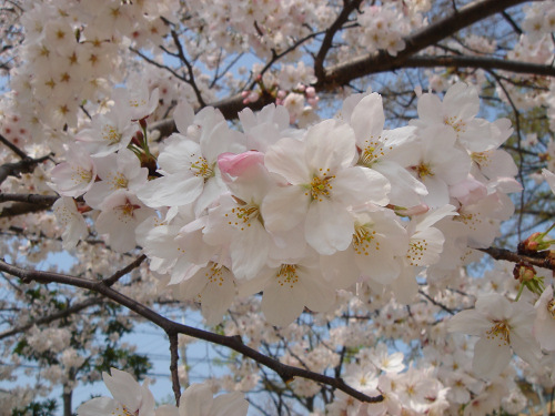 桜-１_b0009845_21283769.jpg