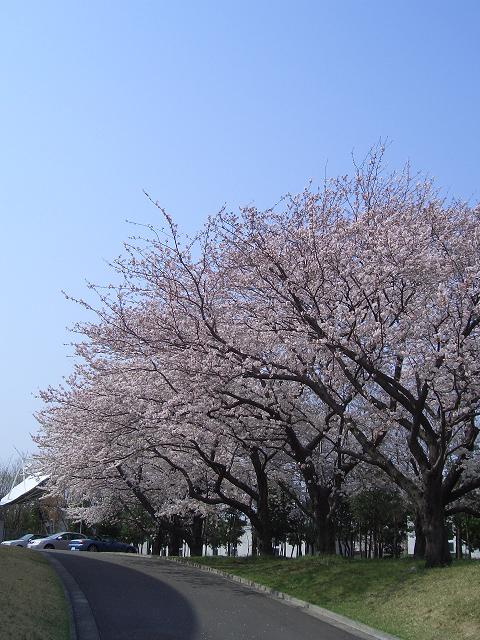 今日の写真－桜舞う頃－_c0047256_2034972.jpg