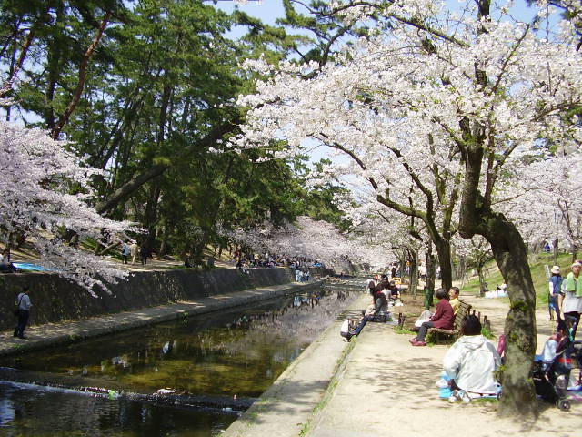 桜！桜！_d0001070_22302751.jpg