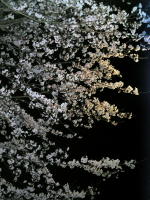 窓から見える_b0016474_084682.jpg