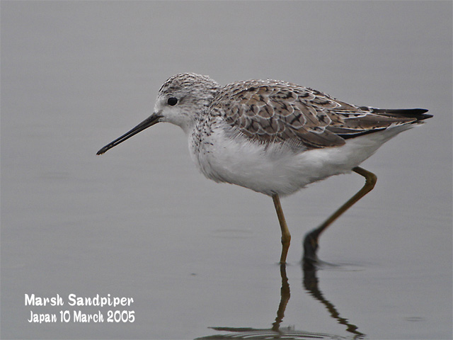 コアオアシシギ　　　Marsh Sandpiper_c0071489_7223088.jpg