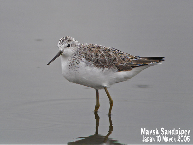 コアオアシシギ Marsh Sandpiper Shore Birds In Japan 日本のシギ チドリ