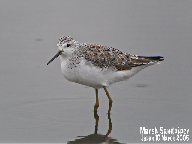 コアオアシシギ　　　Marsh Sandpiper_c0071489_7224914.jpg