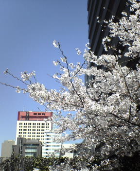 桜..._b0054498_13113370.jpg