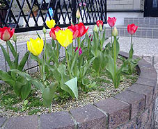 b0029202_1052791.jpg