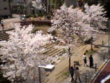 ＊やっぱり帰りは目黒川＊　　2005,4,8_a0030038_18235896.jpg