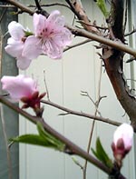 花見?_c0036138_2114761.jpg