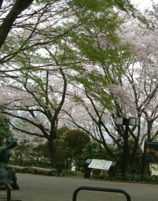 桜三昧_a0036544_21183944.jpg