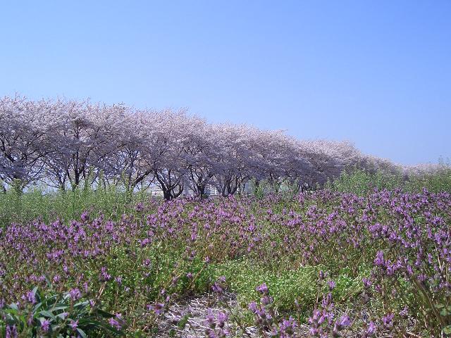 今日の写真－ＳＡＫＵＲＡ・ＲＯＡＤ－_c0047256_1854991.jpg