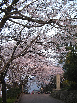 桜満開・・・東別府駅_c0001578_8203841.jpg