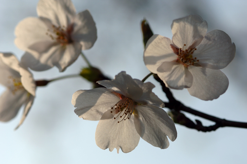 桜_d0011587_21563151.jpg