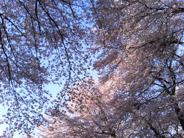 桜_b0053206_0182317.jpg