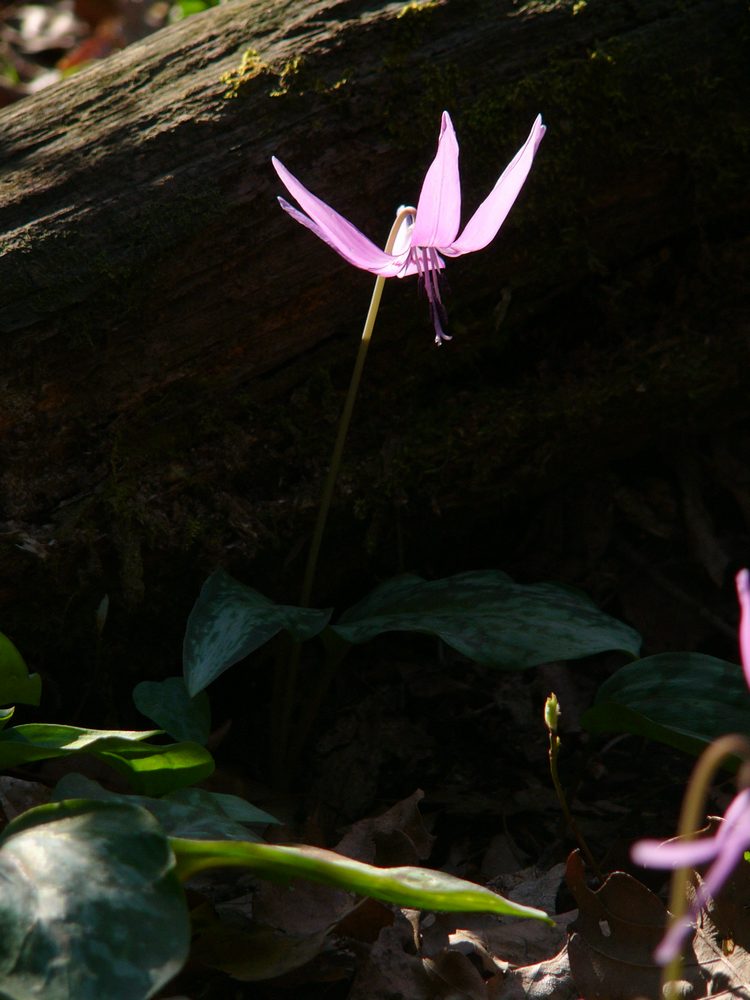 カタクリの花_c0062511_19574649.jpg