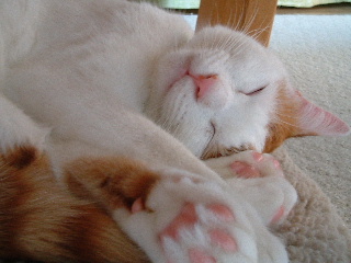 c0006312_045610.jpg