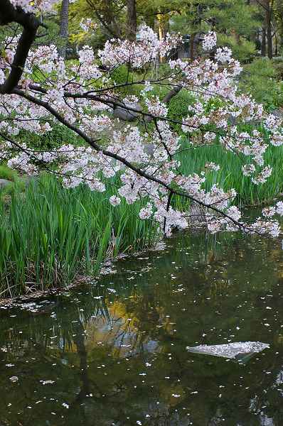 4月10日(日)　桜もそろそろ終わりです。_a0022814_844551.jpg