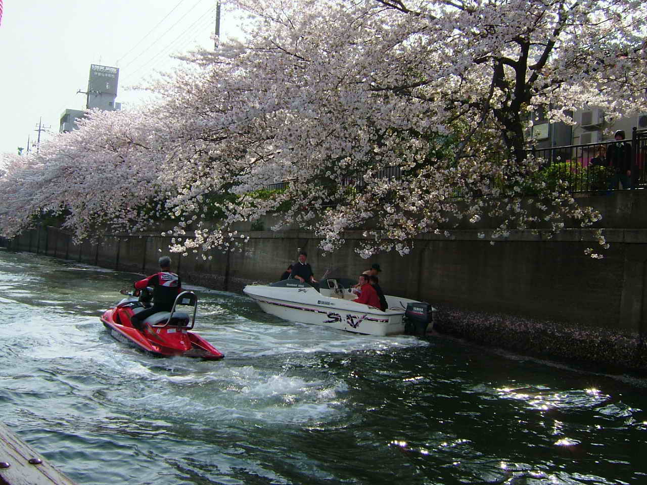 搭船遊大岡川賞春櫻_c0044616_18453371.jpg