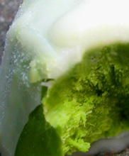 d0008925_23315.jpg