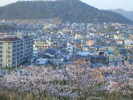 近所の桜_a0024829_135904.jpg