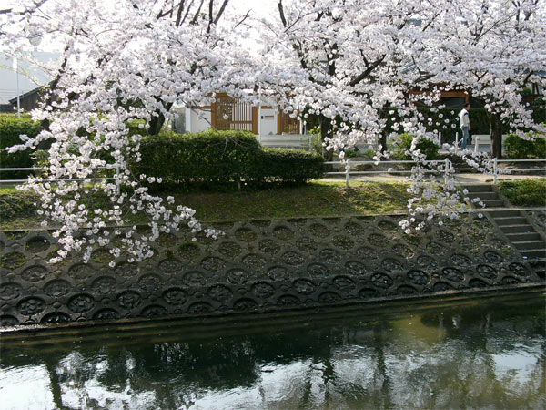 佐賀の風景「多布施川の桜－１」_c0014538_1825027.jpg