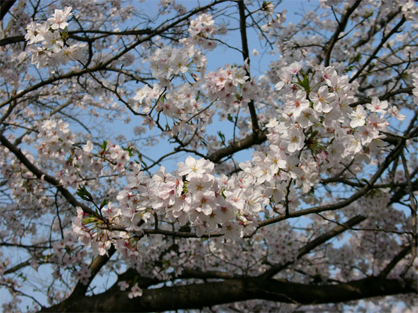 佐賀の風景「多布施川の桜－１」_c0014538_18282870.jpg