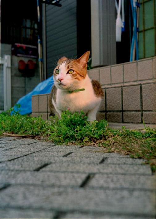 Agfa Paramat APOTAR 2.8/30 : COMPLEX CAT
