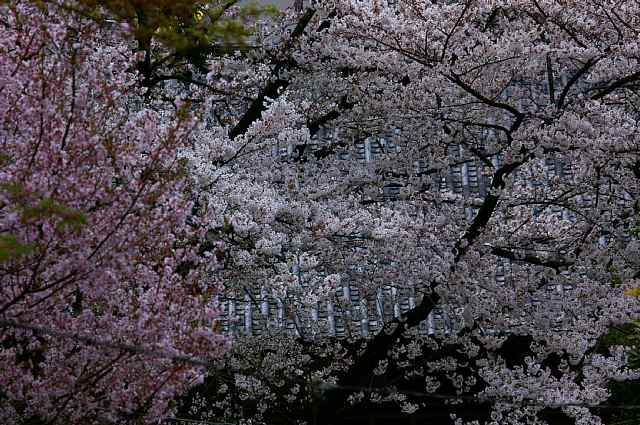 桜を堪能_b0009847_024445.jpg