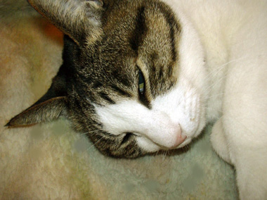 a0001354_20144027.jpg