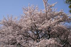 土曜日は桜狩りに三ツ沢公園へ。_a0001756_2343158.jpg